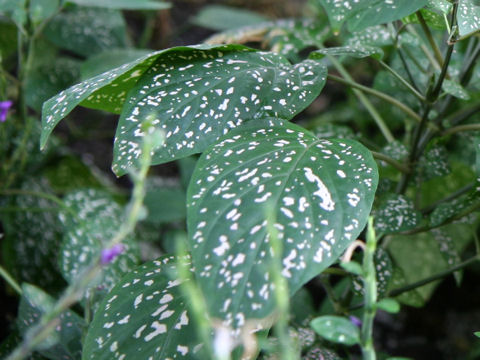 Hypoestes phyllostachya