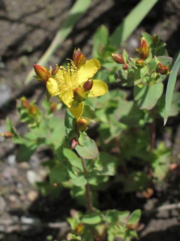 Hypericum scouleri