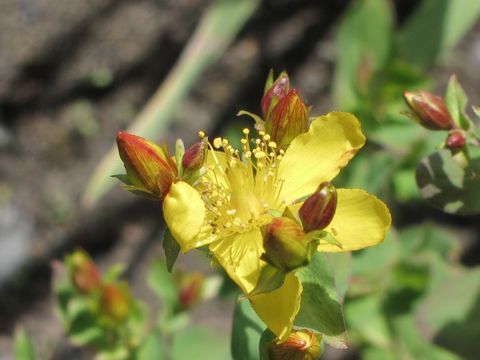 Hypericum scouleri