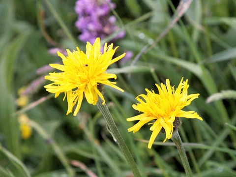 Hypochoeris uniflora