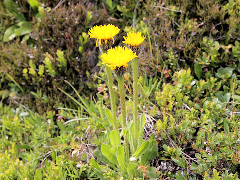 Hypochoeris uniflora