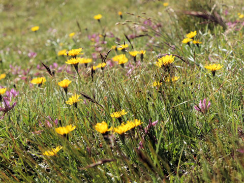 Hypochoeris uniflora