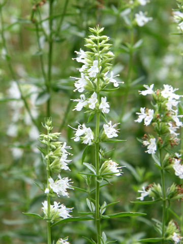 Hyssopus officinalis