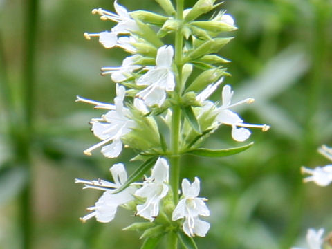 Hyssopus officinalis