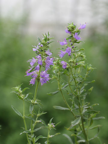 Hyssopus officinalis