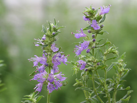 Hyssopus officinalis