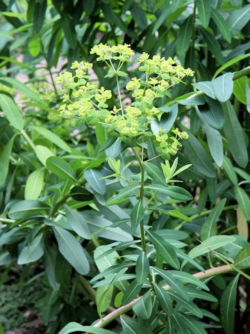 Euphorbia watanabei ssp. minamitanii