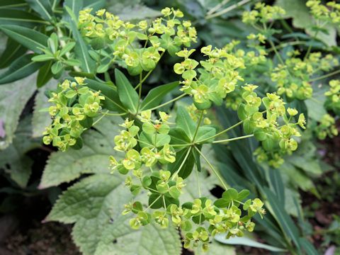 Euphorbia watanabei ssp. minamitanii