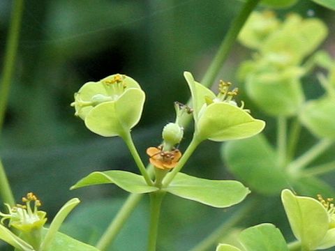 Euphorbia watanabei ssp. minamitanii