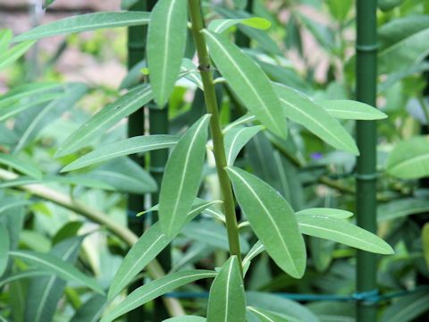 Euphorbia watanabei ssp. minamitanii