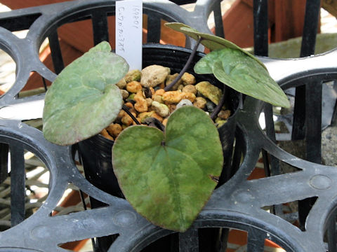 Asarum sp.