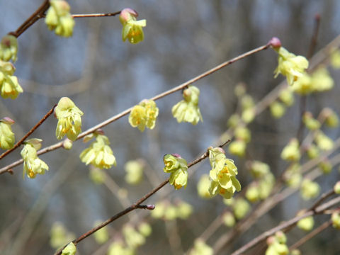 Corylopsis pauciflora