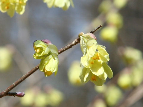 Corylopsis pauciflora