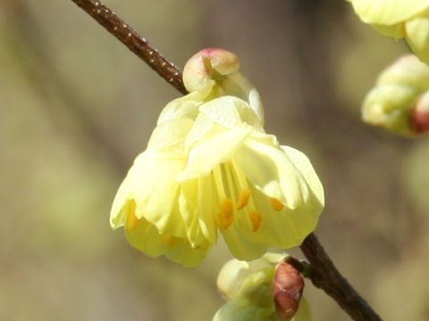 Corylopsis pauciflora