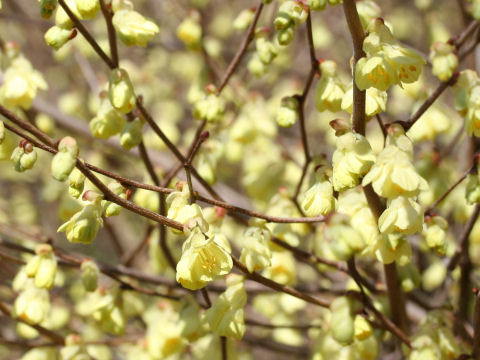 Corylopsis pauciflora