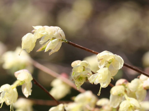 Corylopsis pauciflora