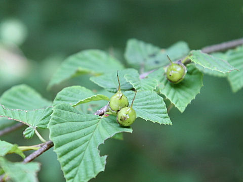 Corylopsis pauciflora