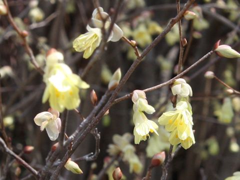 Corylopsis pauciflora