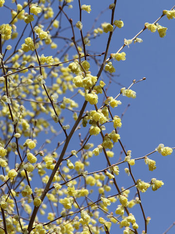 Corylopsis pauciflora