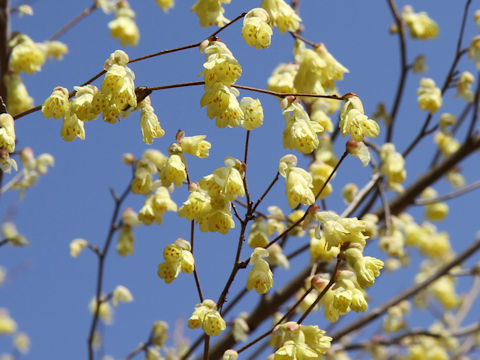 Corylopsis pauciflora