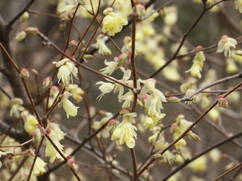 Corylopsis pauciflora