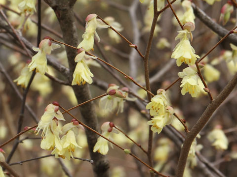 Corylopsis pauciflora