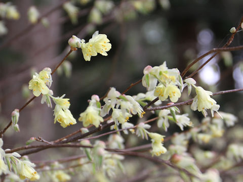 Corylopsis pauciflora