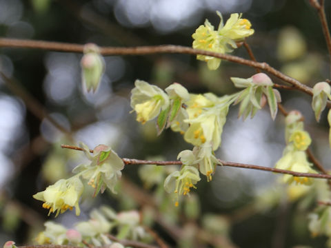 Corylopsis pauciflora