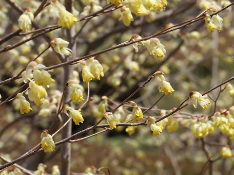 Corylopsis pauciflora