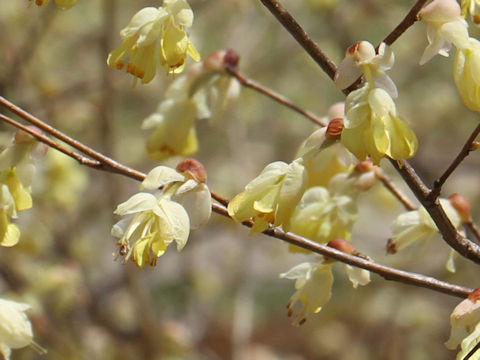 Corylopsis pauciflora