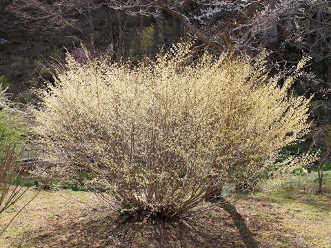 Corylopsis pauciflora