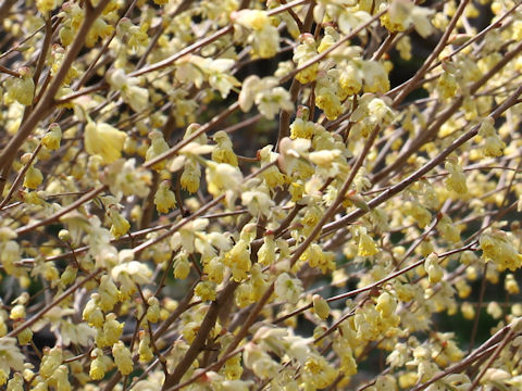 Corylopsis pauciflora