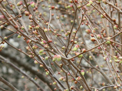 Corylopsis pauciflora