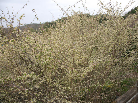 Corylopsis pauciflora