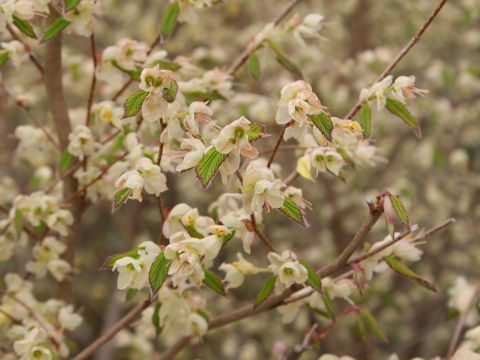 Corylopsis pauciflora