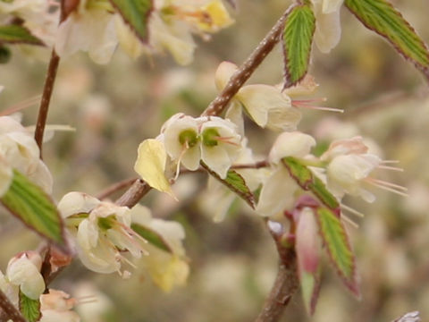 Corylopsis pauciflora