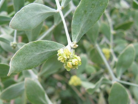 Simmondsia chinensis