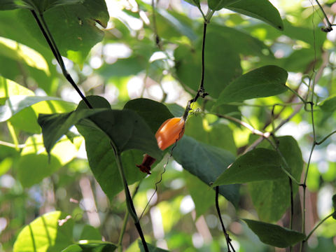 Juanulloa aurantiaca