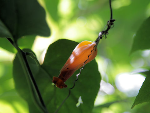 Juanulloa aurantiaca