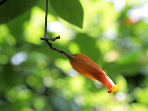 Juanulloa aurantiaca