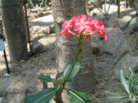 Pachypodium baronii