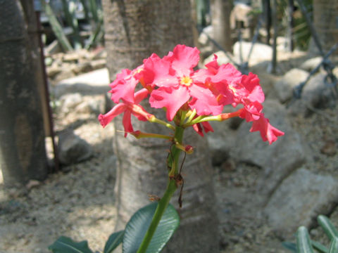 Pachypodium baronii