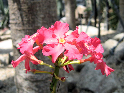 Pachypodium baronii