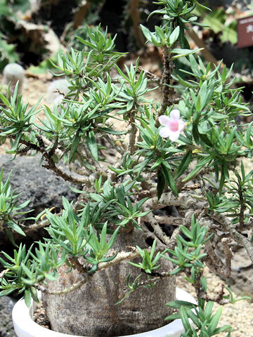 Pachypodium bispinosum