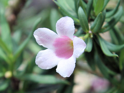 Pachypodium bispinosum