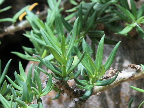 Pachypodium bispinosum