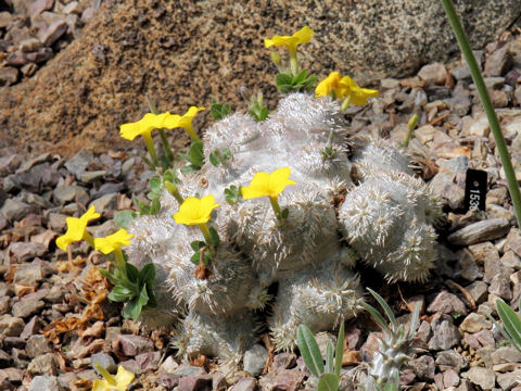 Pachypodium brevicaule