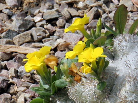 Pachypodium brevicaule