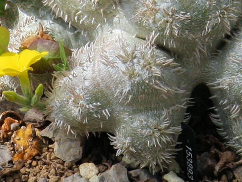 Pachypodium brevicaule