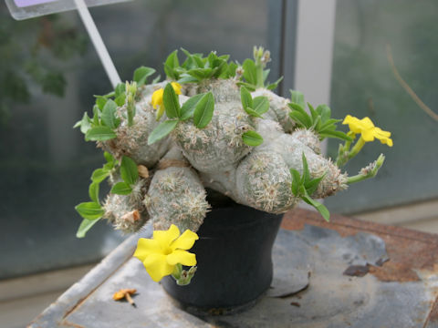 Pachypodium brevicaule